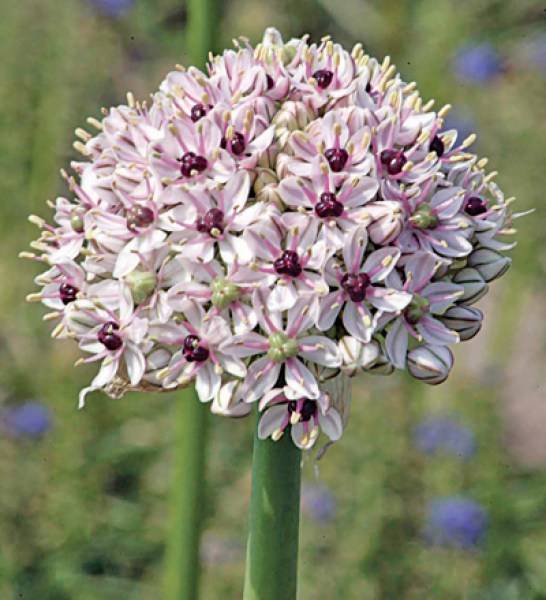 Allium Silver Spring
